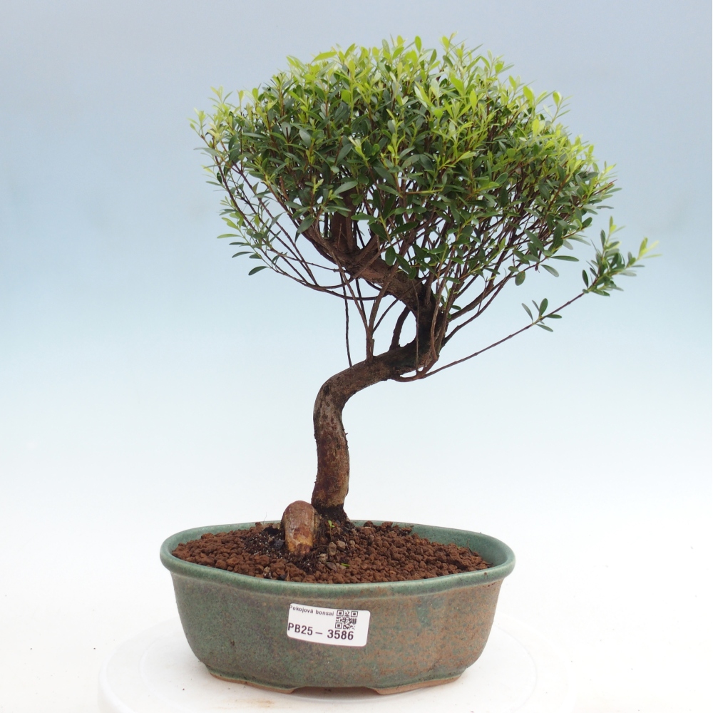 Pokojová bonsai - Syzygium - Pimentovník