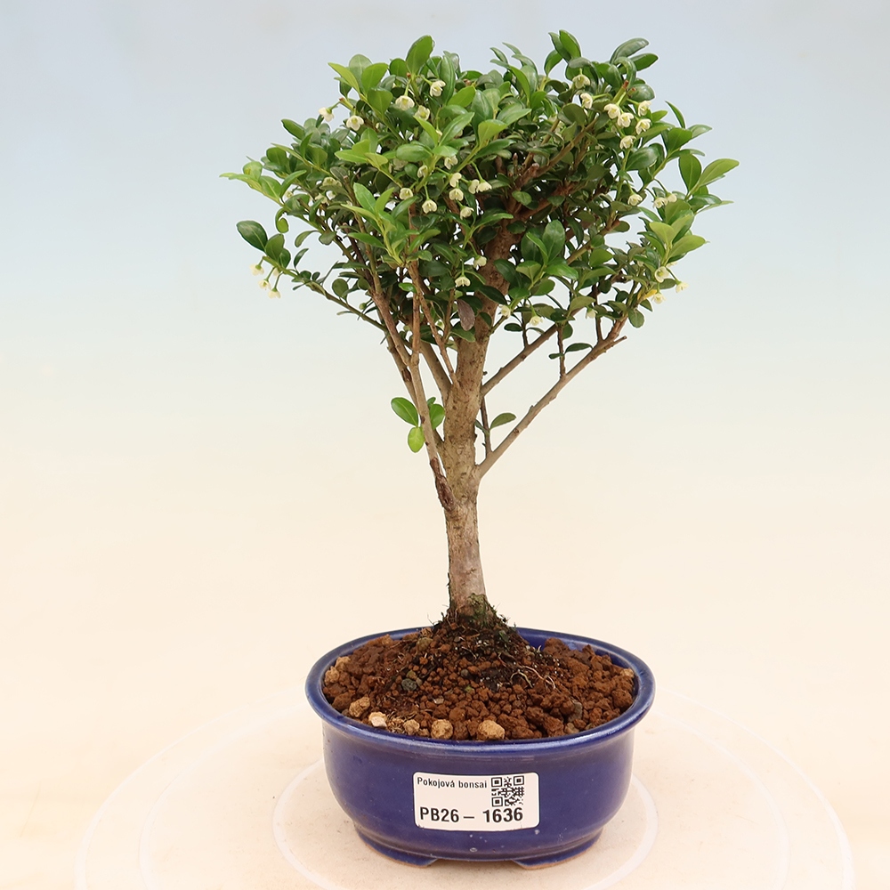 Pokojová bonsai - Ilex crenata - Cesmína
