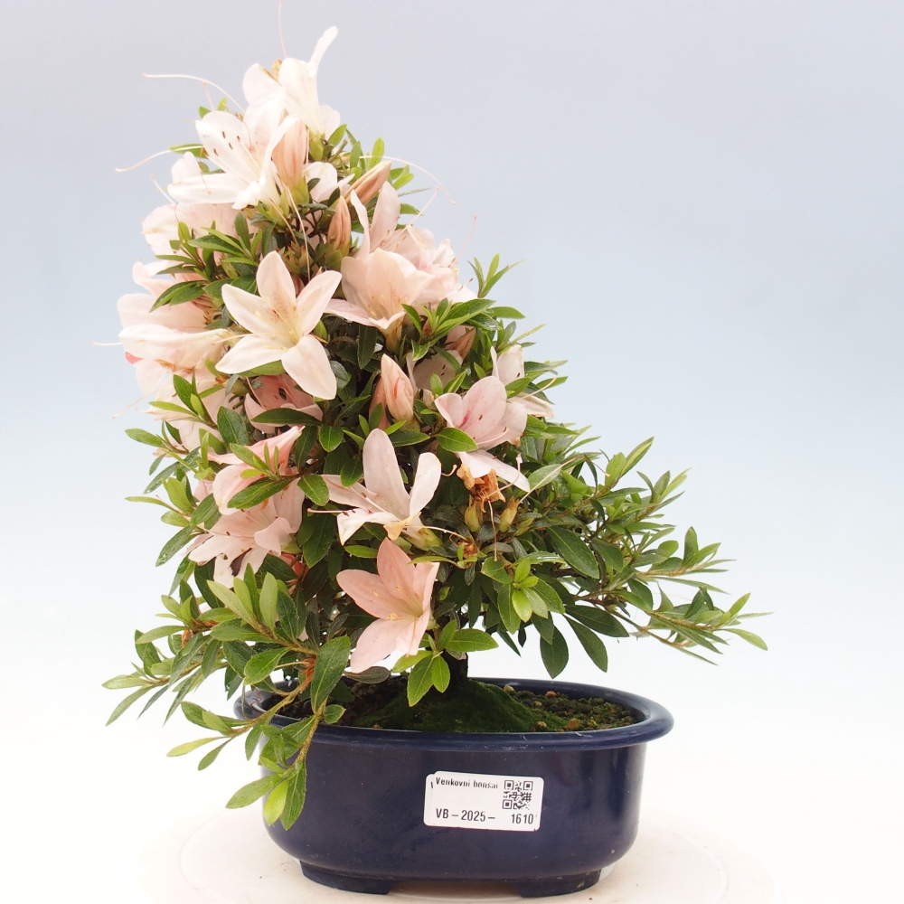 Venkovní bonsai - Japonská azalka - Azalea Nikko
