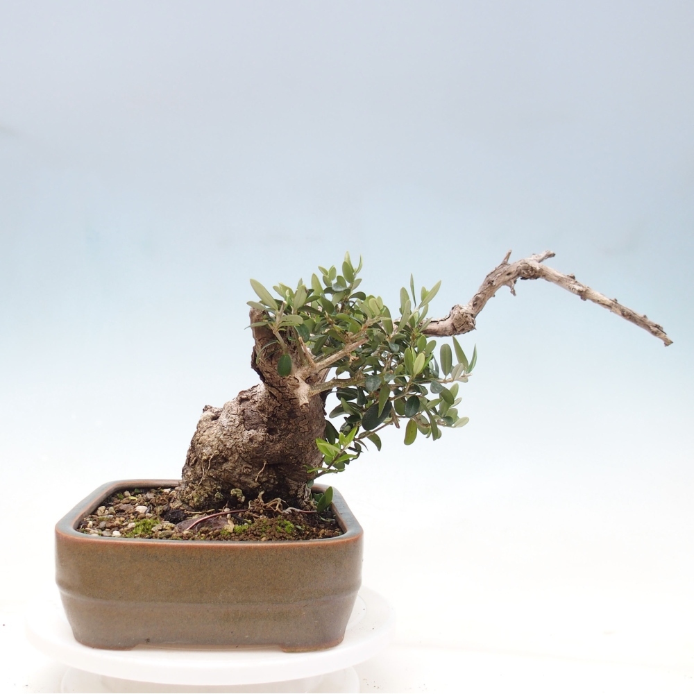 Pokojová bonsai - Olea europaea sylvestris -Oliva evropská drobnolistá