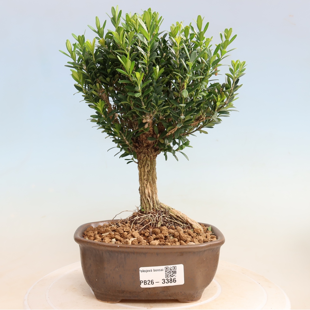 Pokojová bonsai - Buxus harlandii -korkový buxus