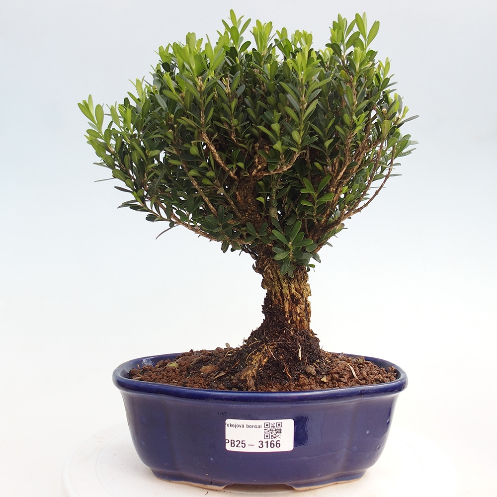 Pokojová bonsai - Buxus harlandii - korkový buxus
