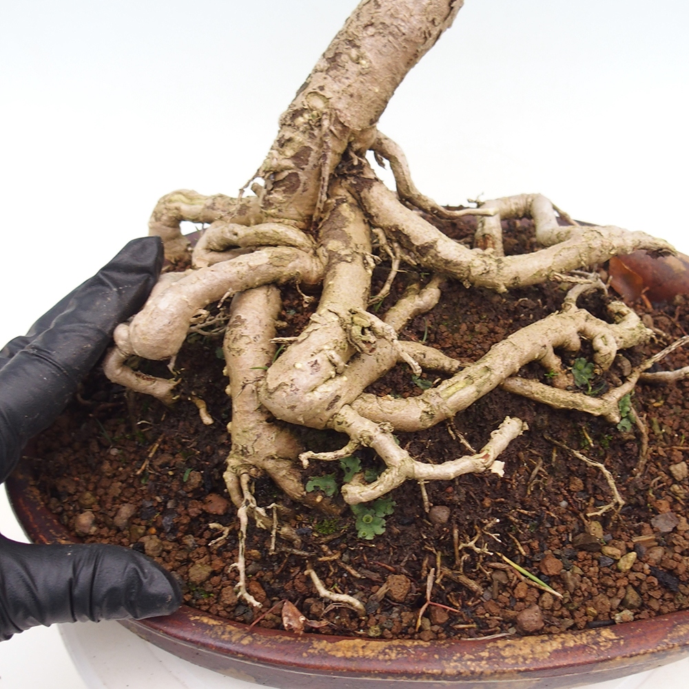 Venkovní bonsai - Jinan dvoulaločný - Ginkgo biloba