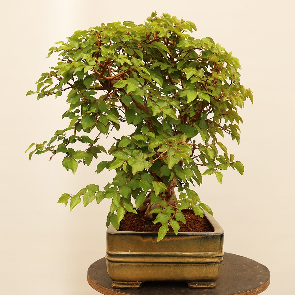 Venkovní bonsai -Carpinus Coreana - Habr korejský
