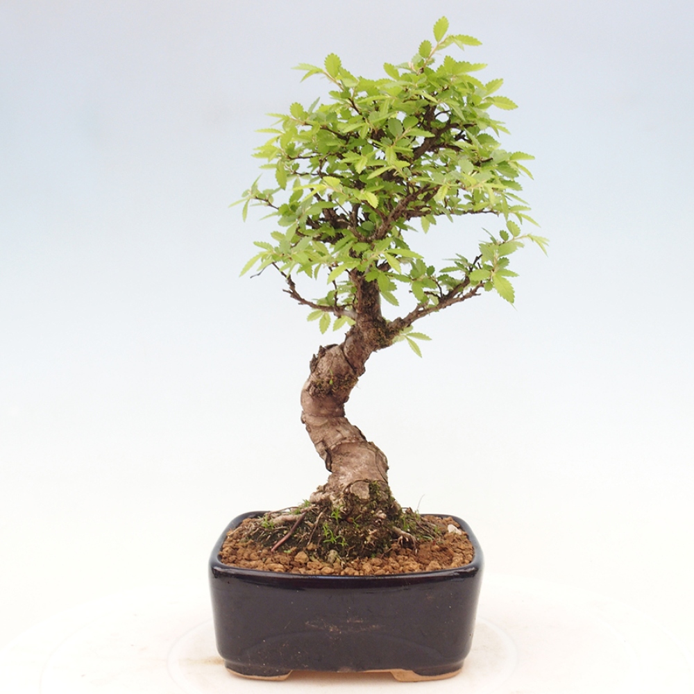 Venkovní bonsai - Zelkova - Zelkova NIRE