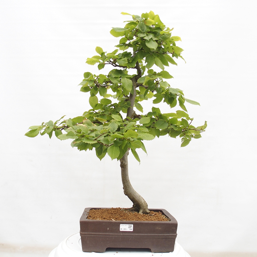 Venkovní bonsai - Habr obecný - Carpinus betulus