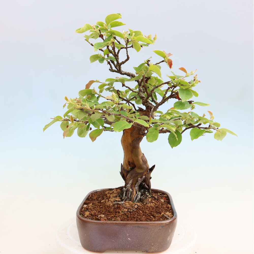Venkovní  bonsai -  Pseudocydonia sinensis - Kdouloň čínská