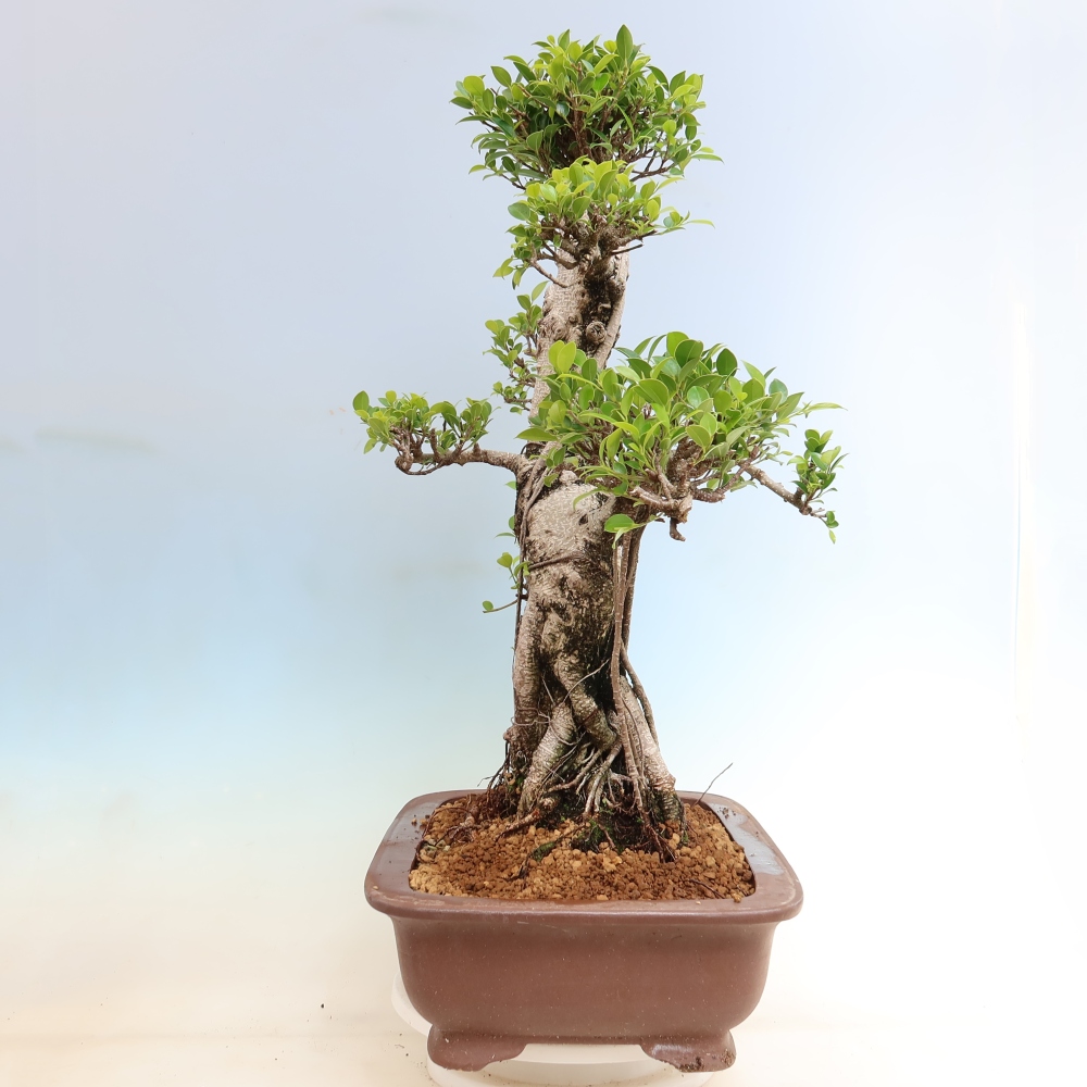 Pokojová bonsai - Ficus kimmen -  malolistý fíkus