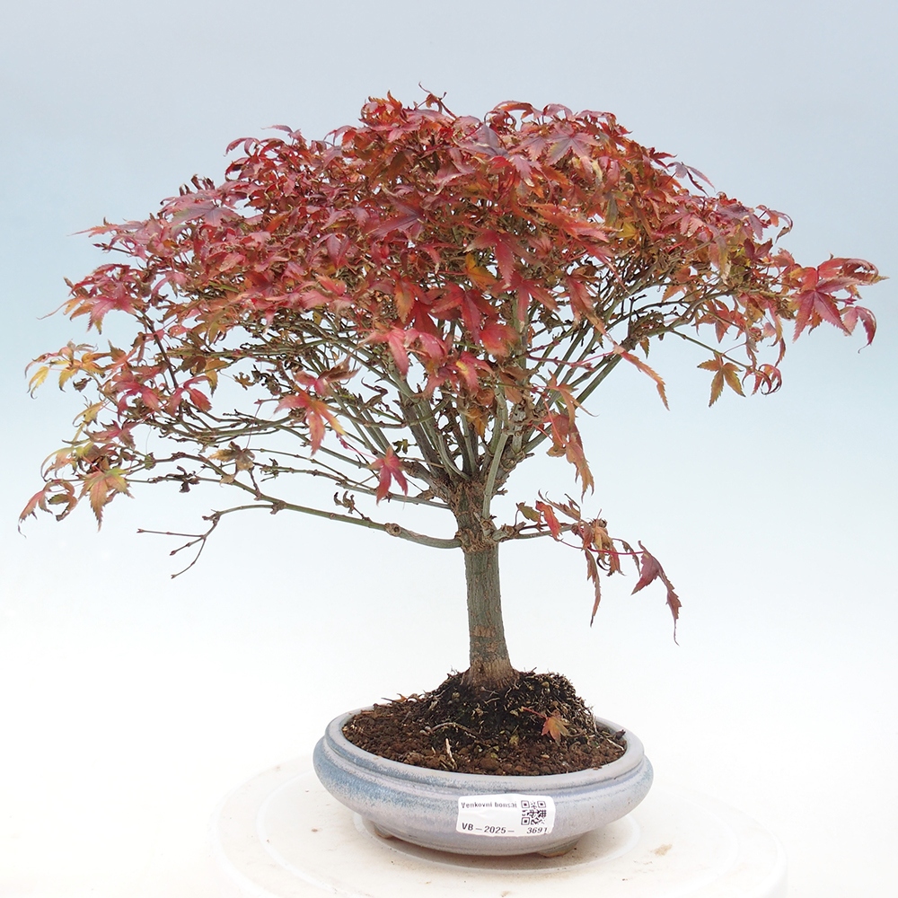 Acer palmatum KIOHIME - Javor dlanitolistý