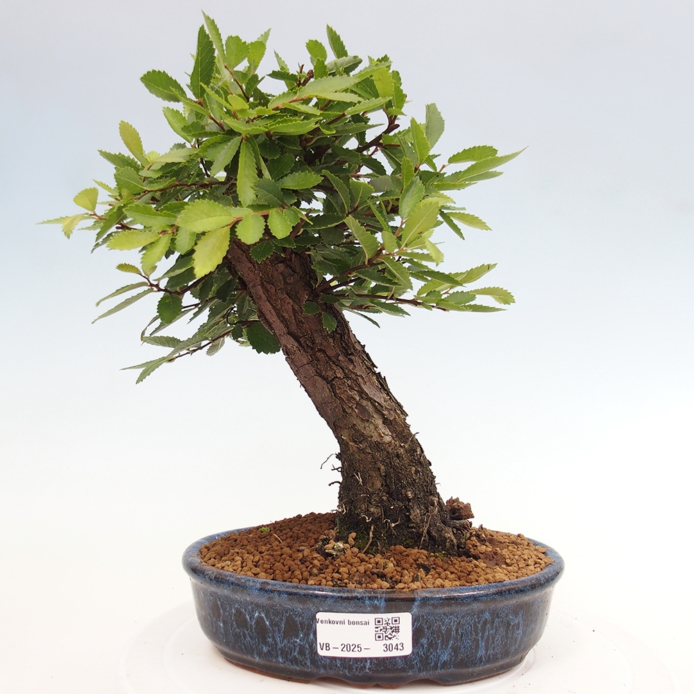 Venkovní bonsai - Zelkova - Zelkova NIRE
