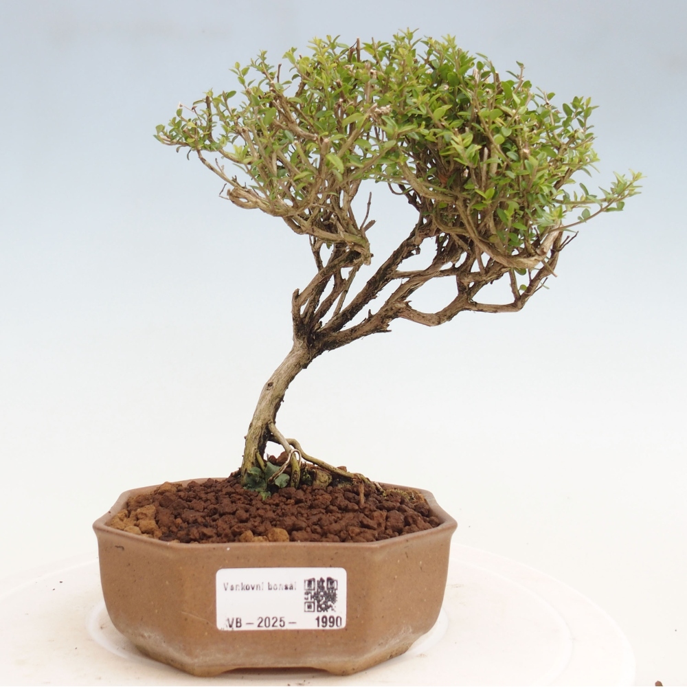Venkovní bonsai-Lonicera nitida Twiggy -Zimolez