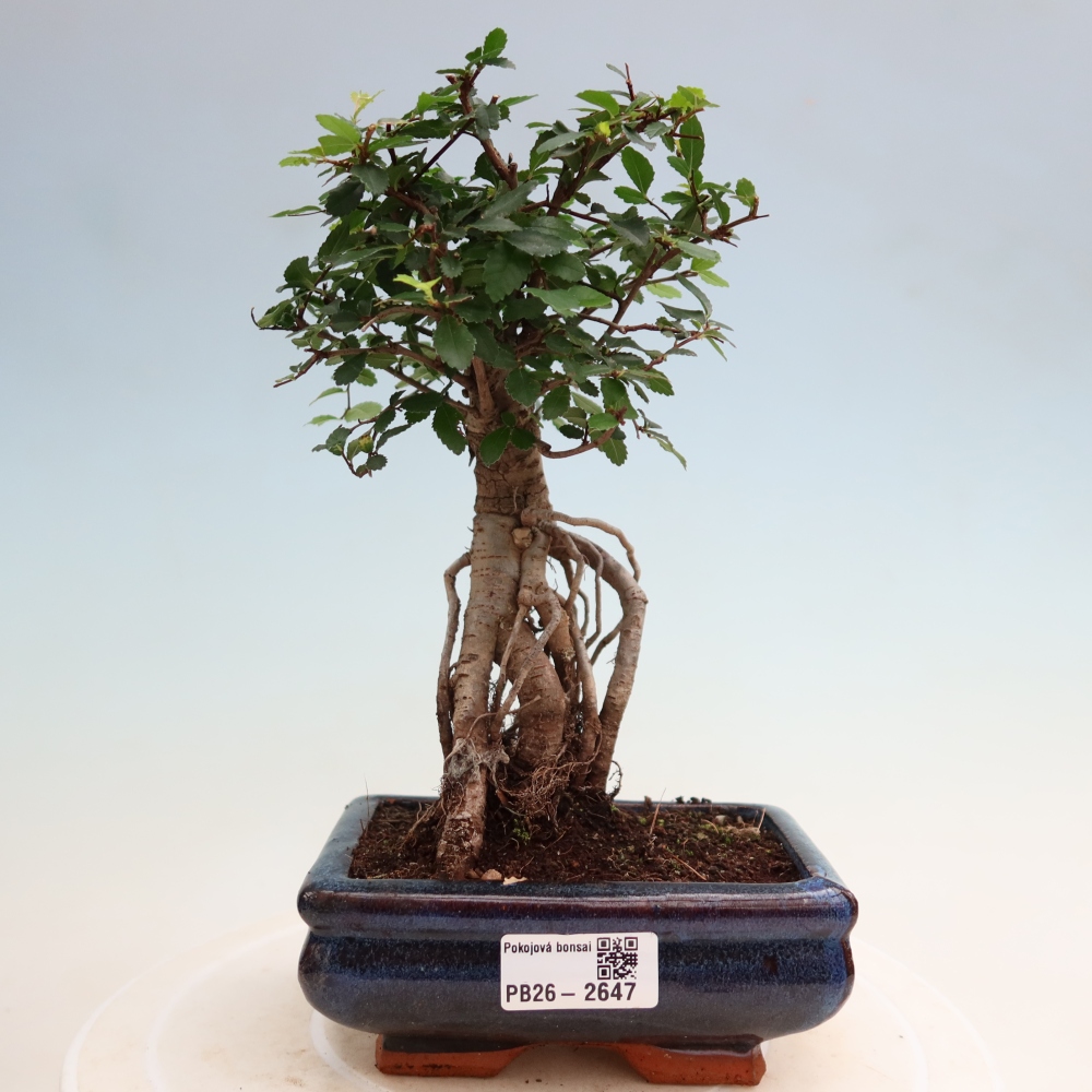 Pokojová bonsai - Ulmus parvifolia - Malolistý jilm