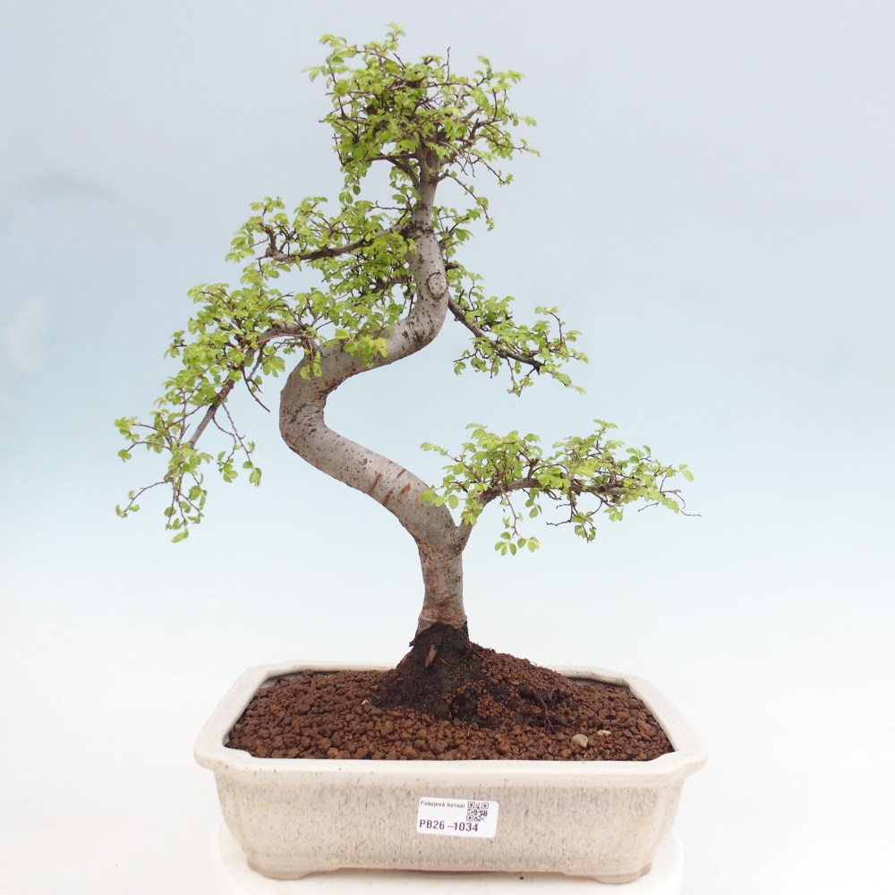 Pokojová bonsai - Ulmus parvifolia - Malolistý jilm