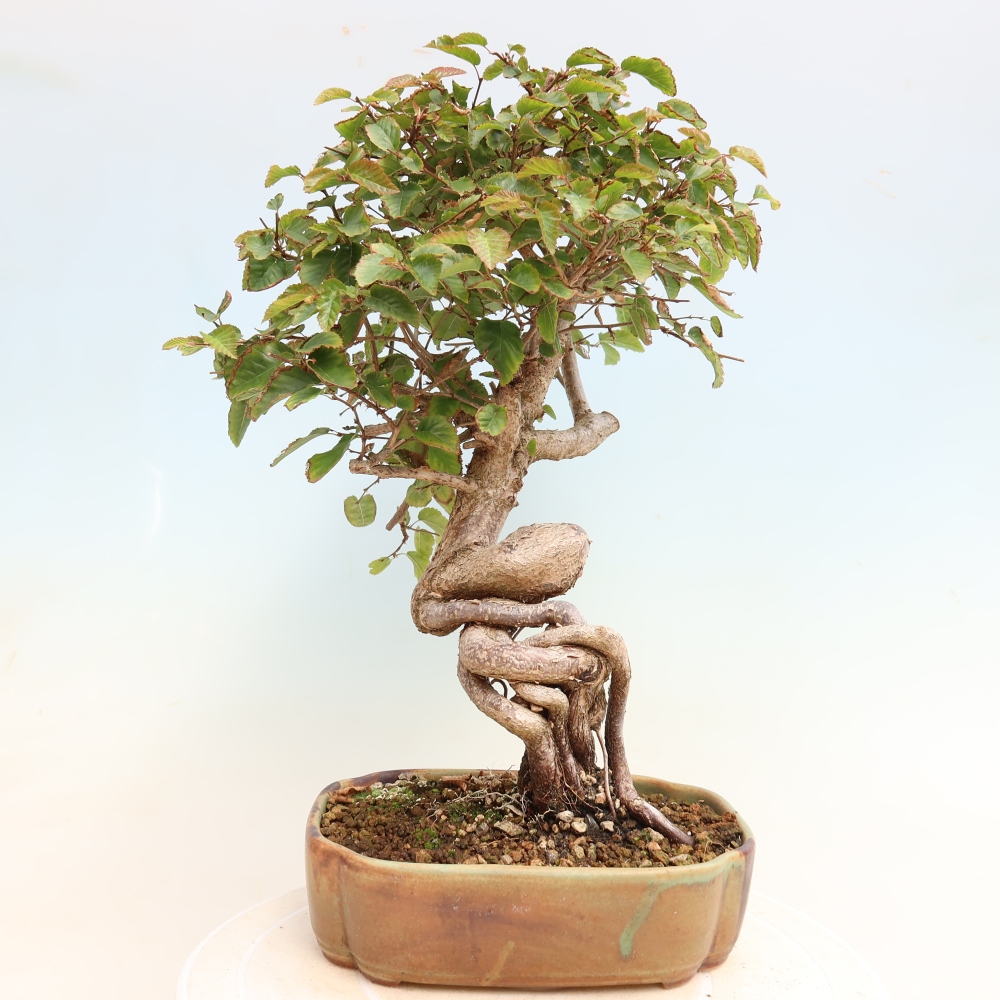 Venkovní bonsai -Carpinus CARPINOIDES - Habr korejský