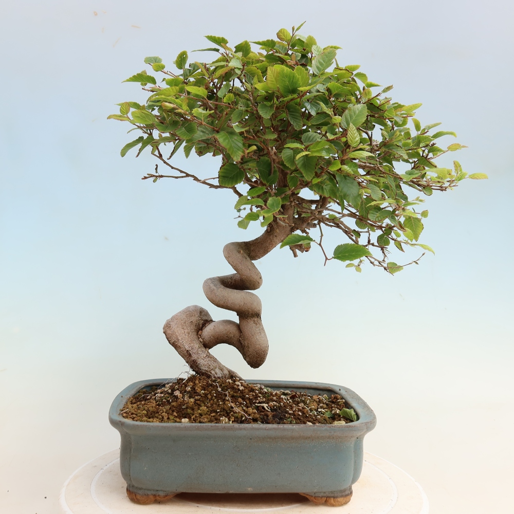 Venkovní bonsai -Carpinus CARPINOIDES - Habr korejský