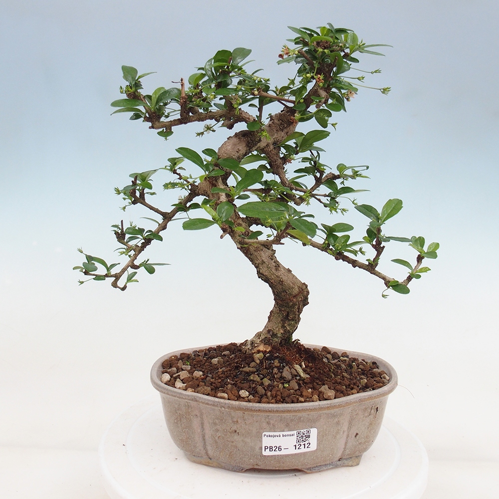 Pokojová bonsai - Carmona macrophylla - Čaj fuki