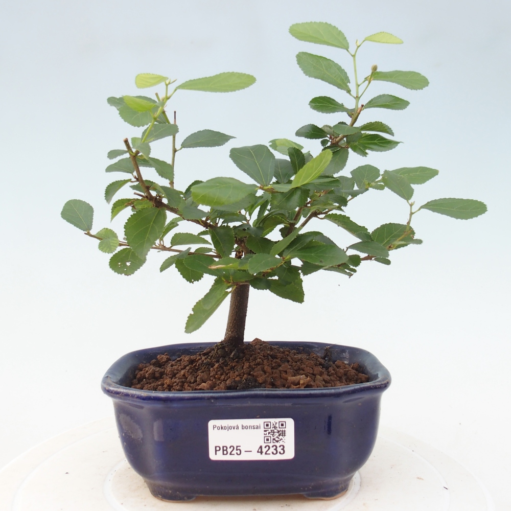 Pokojová bonsai - Grewia occidentalis - Hvězdice levandulová