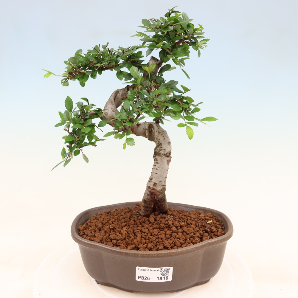 Pokojová bonsai - Ulmus parvifolia - Malolistý jilm