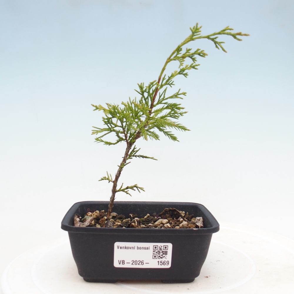 Venkovní bonsai - Juniperus chinensis Itoigawa -Jalovec čínský