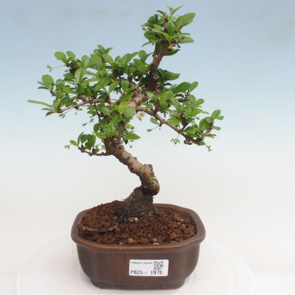 Pokojová bonsai - Carmona macrophylla - Čaj fuki
