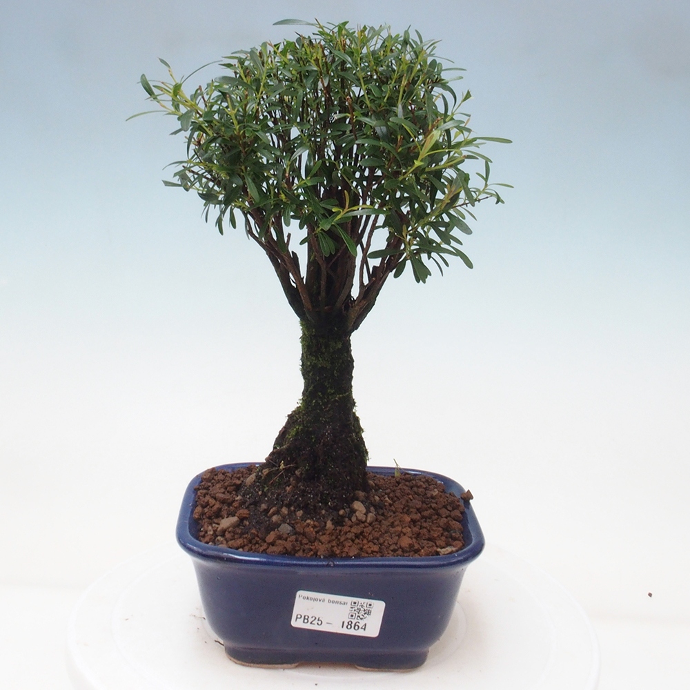 Pokojová bonsai - Syzygium - Pimentovník
