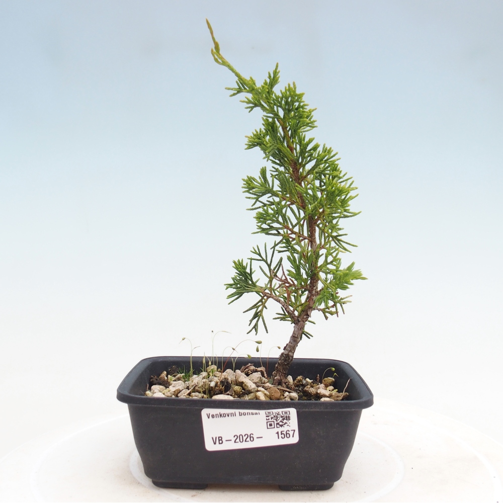 Venkovní bonsai - Juniperus chinensis Itoigawa -Jalovec čínský