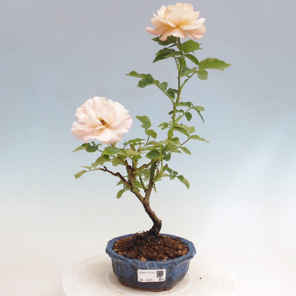 Venkovní bonsai - Rosa Kordes -  růže