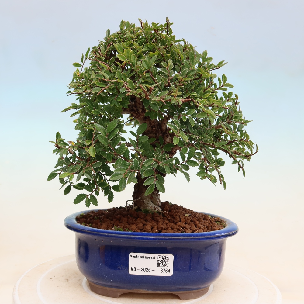 Venkovní bonsai - Zelkova - Zelkova NIRE