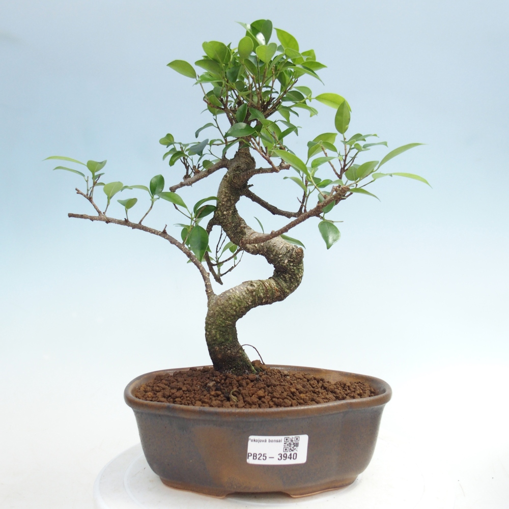 Pokojová bonsai - Ficus retusa -  malolistý fíkus