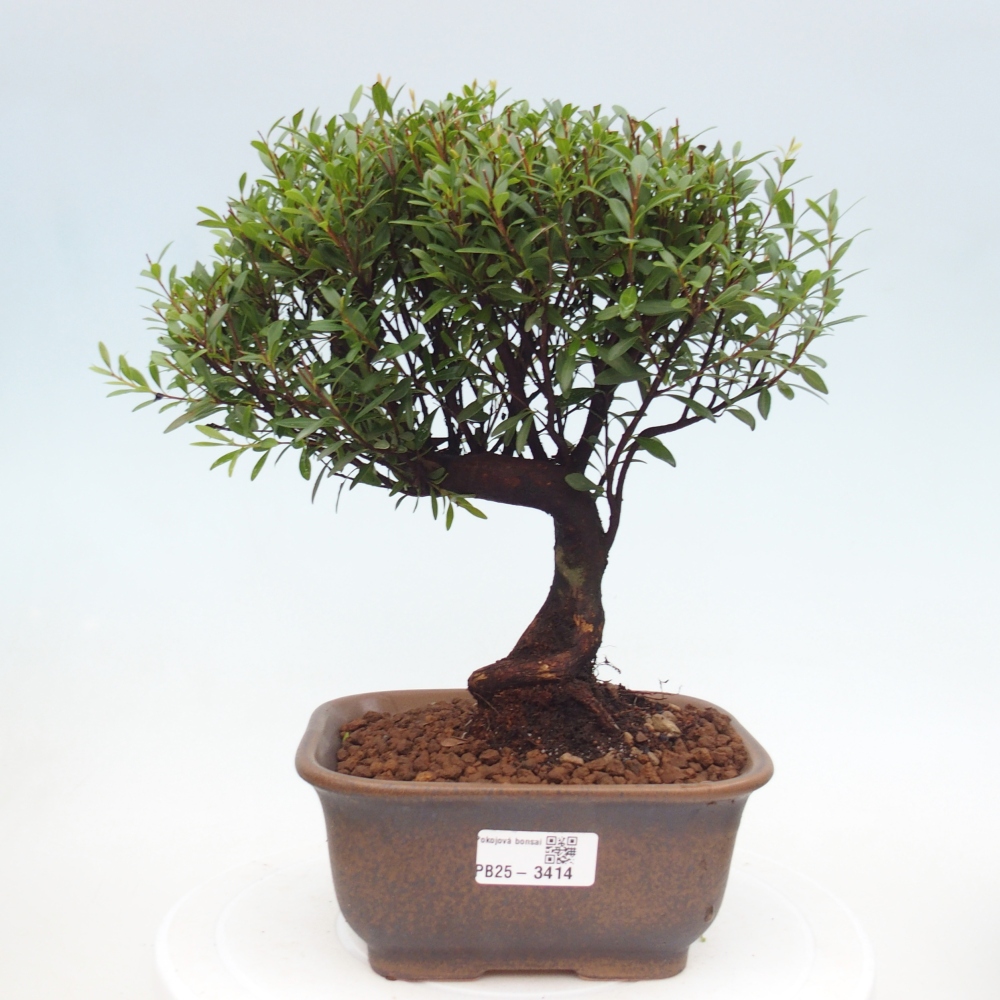 Pokojová bonsai - Syzygium - Pimentovník