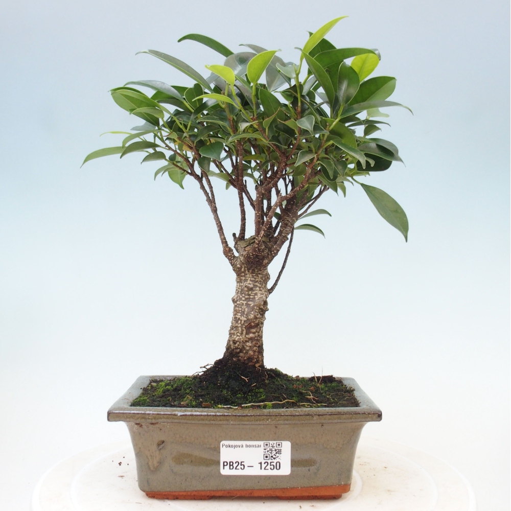 Pokojová bonsai - Ficus retusa -  malolistý fíkus