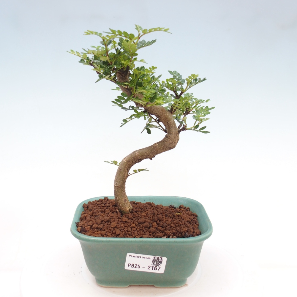 Pokojová bonsai -Ligustrum chinensis - Ptačí zob
