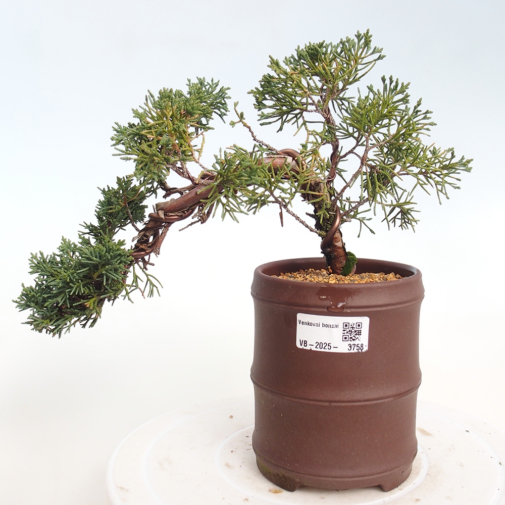 Venkovní bonsai - Juniperus chinensis Kishu -Jalovec čínský