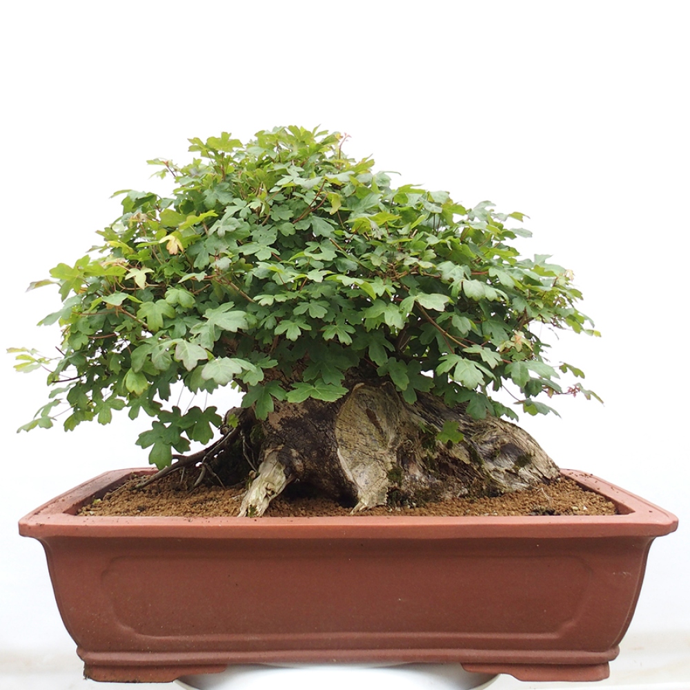 Venkovní bonsai - Javor Francouzský - Acer Nonspessulanum