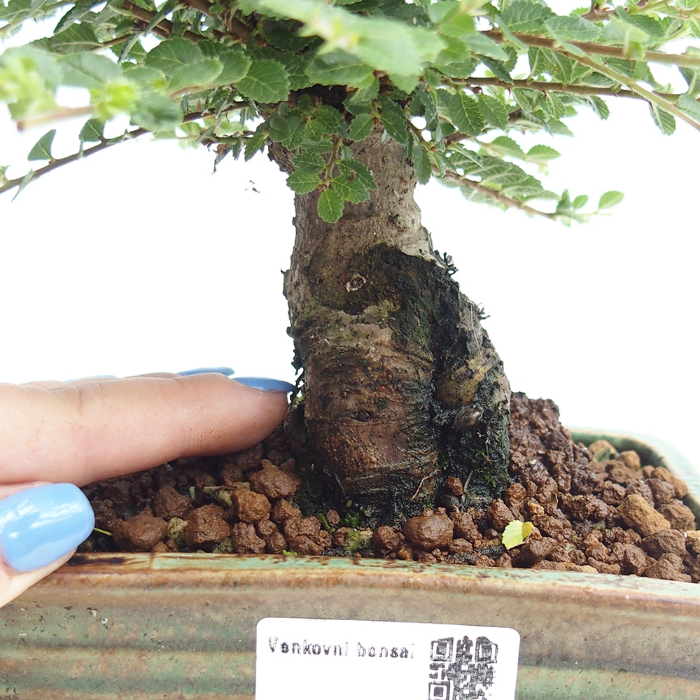 Venkovní bonsai - Ulmus parvifolia Hokkaido - jilm Činski