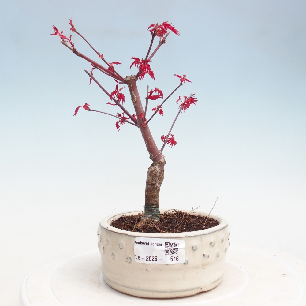 Venkovní bonsai - Javor dlanitolistý - Acer palmatum DESHOJO