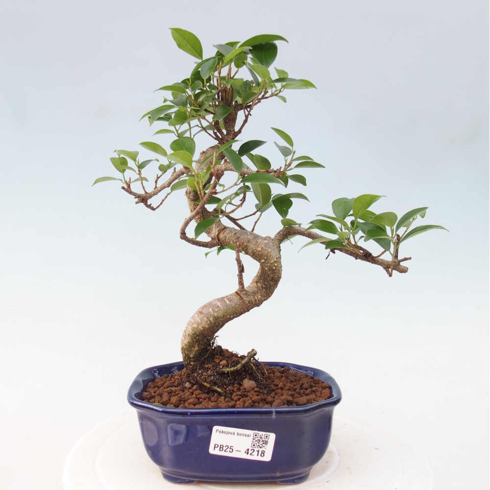 Pokojová bonsai - Ficus retusa -  malolistý fíkus