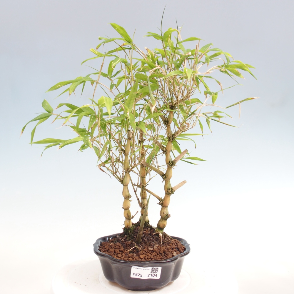 Pokojová bonsai - Bambus budha-Bambus budhovo břicho