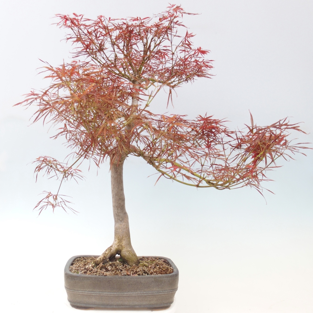 Venkovní bonsai - Javor dlanitolistý - Acer palmatum RED PYGMY