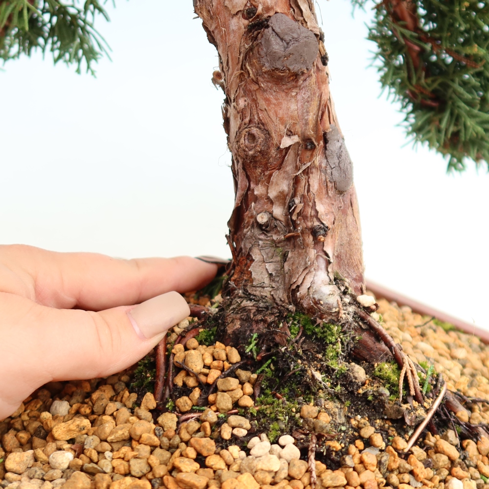 Venkovní bonsai - Juniperus chinensis Kishu -Jalovec čínský