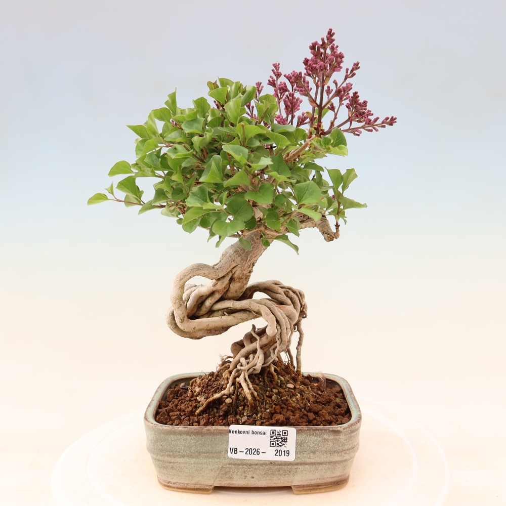 Venkovní  bonsai -  Syringa microphylla - malokvětý šeřík