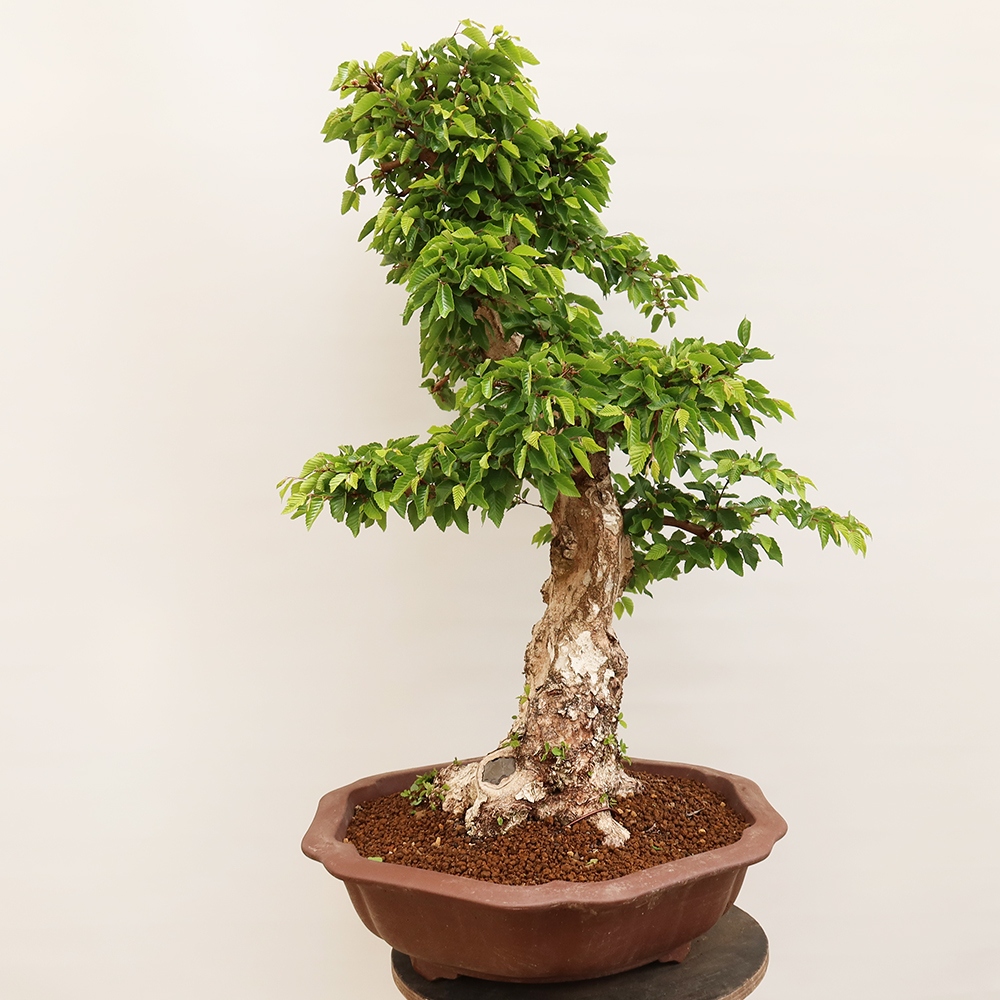 Venkovní bonsai -Carpinus Coreana - Habr korejský