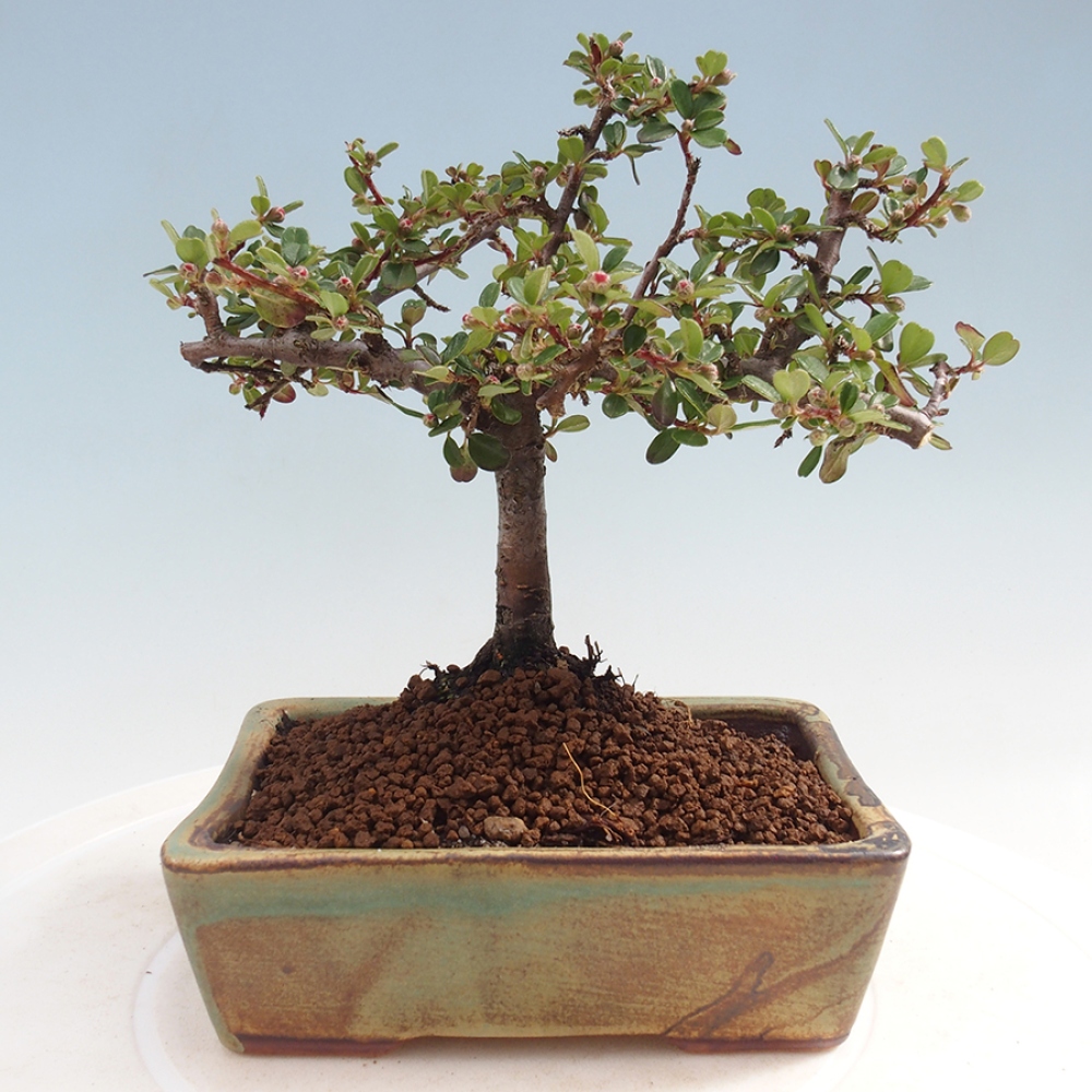 Venkovní bonsai - Cotoneaster horizontalis - Skalník