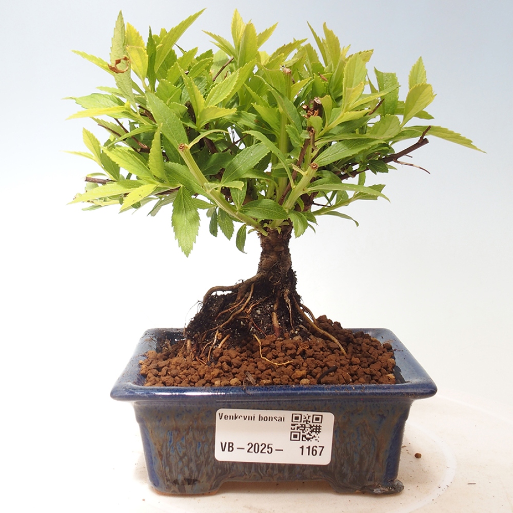 Venkovní bonsai -malolistý tavolník - Spirea japonica GENPSI