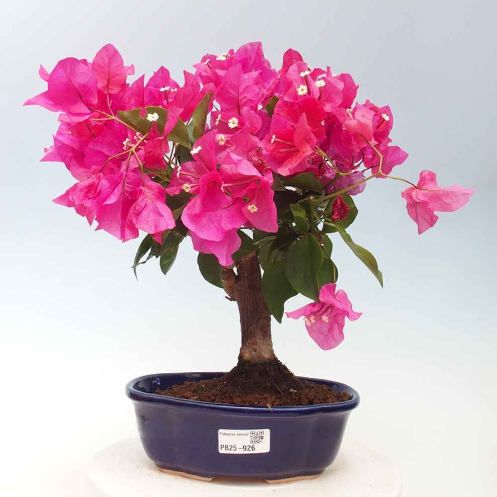 Pokojová bonsai - Bouganwilea