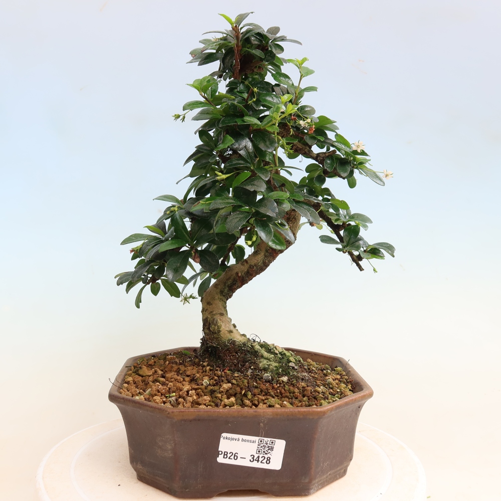 Pokojová bonsai - Carmona macrophylla - Čaj fuki