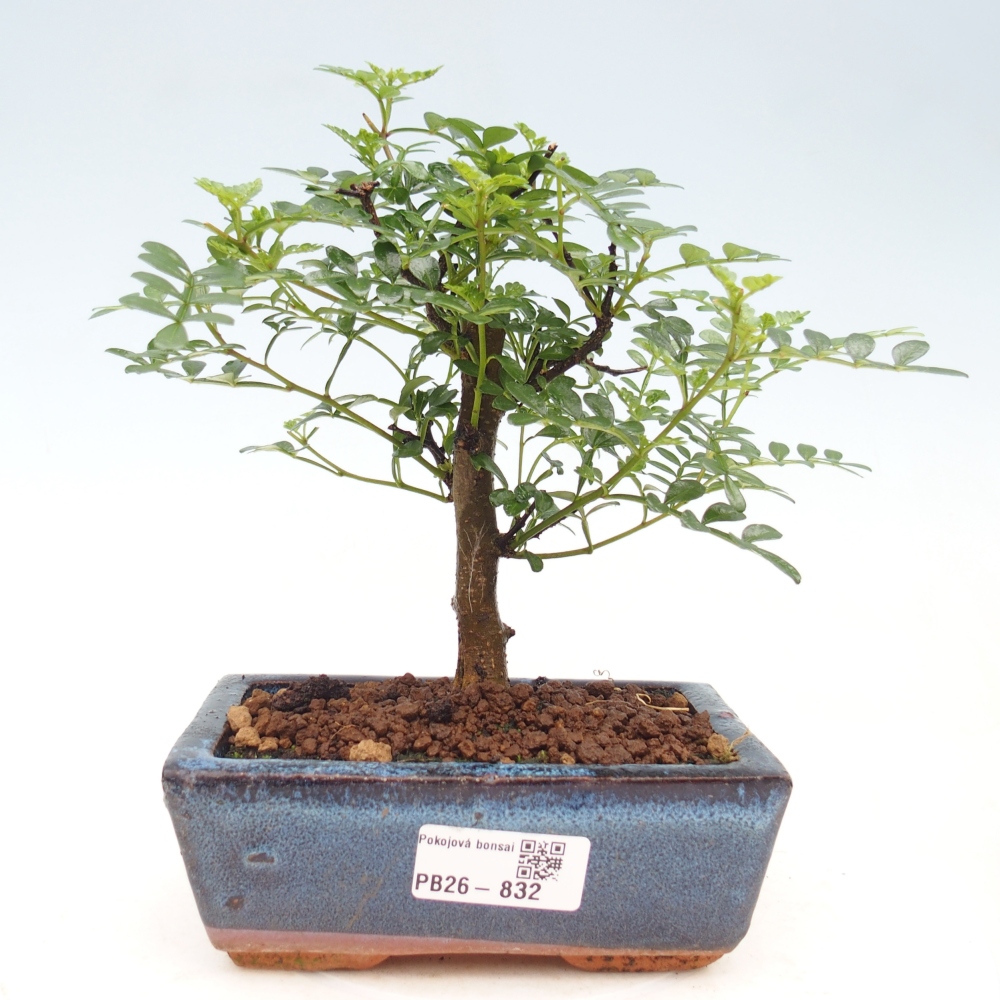 Pokojová bonsai - Zantoxylum piperitum - pepřovník