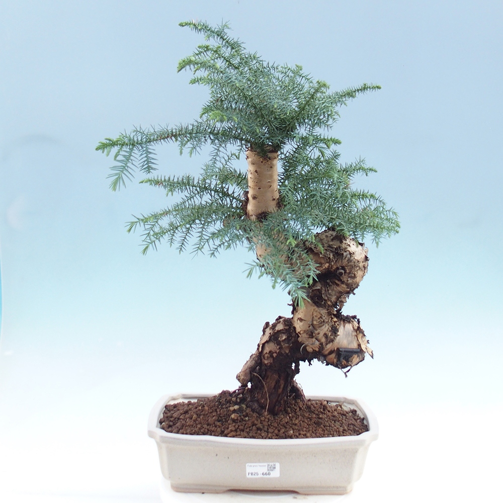 Pokojová bonsai - Araukarie - pokojový smrček