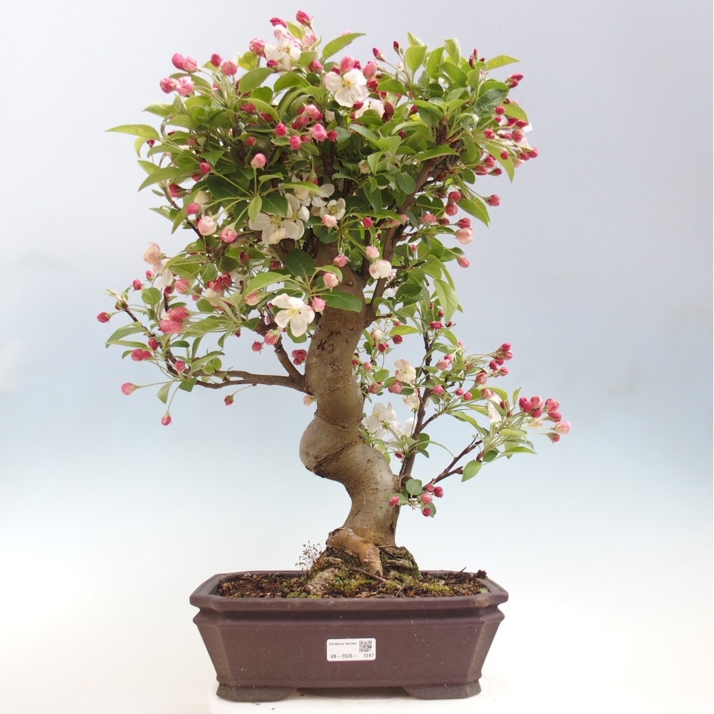 Venkovní bonsai -Malus halliana - Maloplodá jabloň