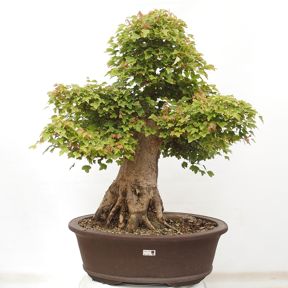 Venkovní bonsai - Acer Buergerianum - Javor Burgerův